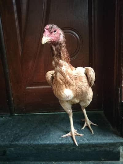 PURE SHAMOO ASEEL EGG LAYING