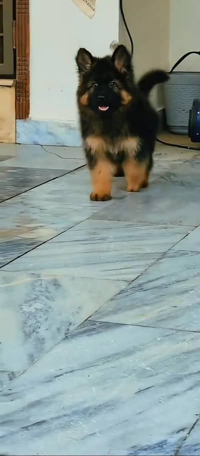 German shepherd puppy male for sale 0309=0097784