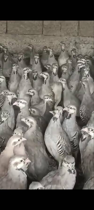 Chakor Pairs Availble