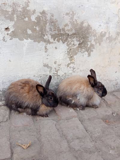 English Angora Breeder Female Rabbits for Sale in Lakki Marwat