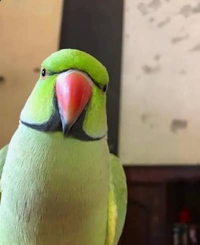 15 18k waly pls msg na krein