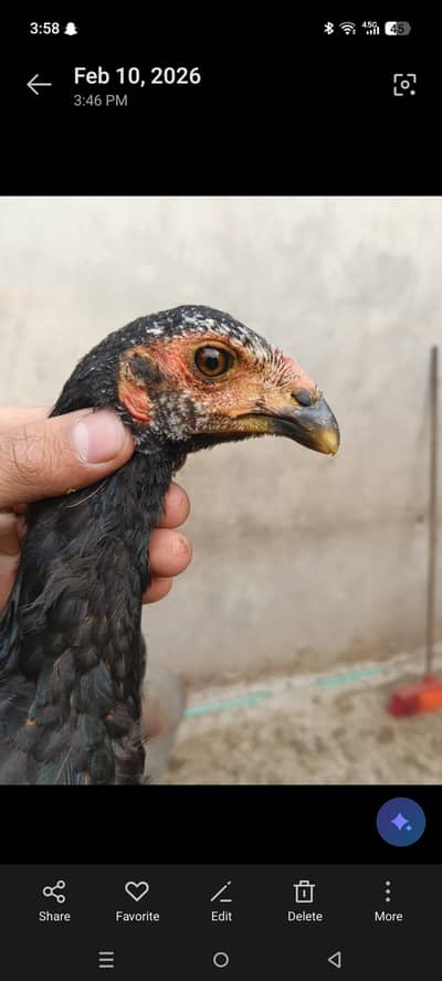 Pure Thai chozy hain. Shoq wali chez ha