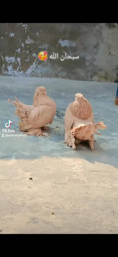 yellow American breeder pair 3044349027