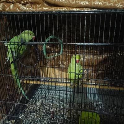 parrot pair for sale