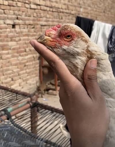 Old blood line aseel