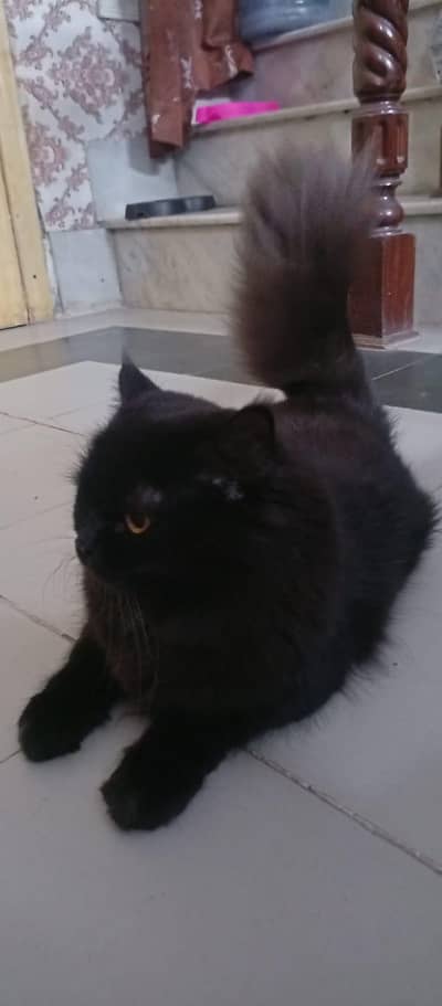 pure black Persian cat