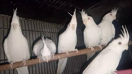 Eno Red Eyes Breeder Pair