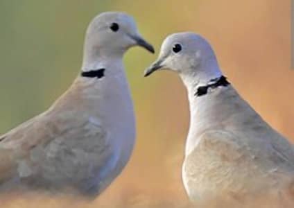 Dove pair