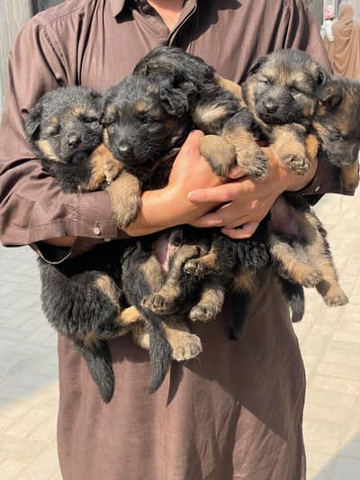 German shepherd long cot puppies Top quality Heavy Bone structure