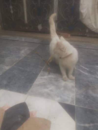 Handsome Persian Males for Sale