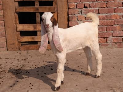 kamuri nassal age 1.5 mouth