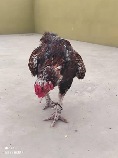 for sale exchange possible 03161126812