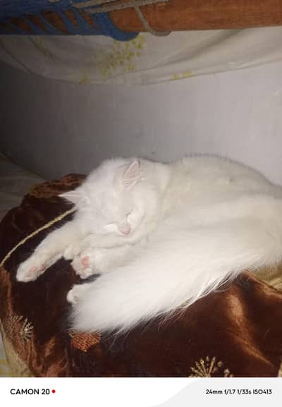 Cute Persian Kitten For Sale