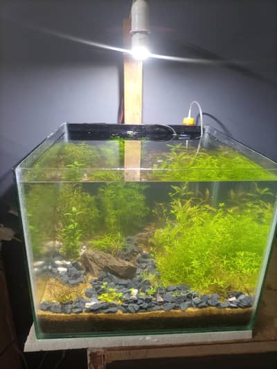 planted nature tank aquarium