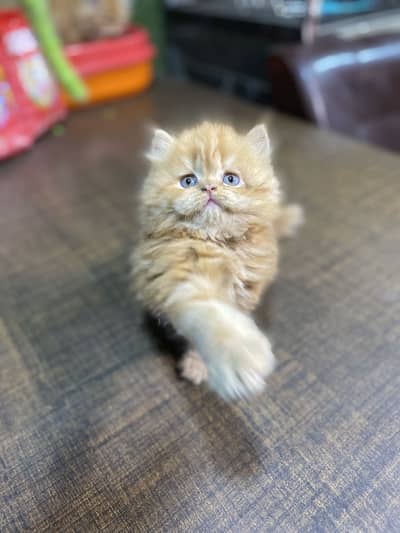 persian triple coted kittens