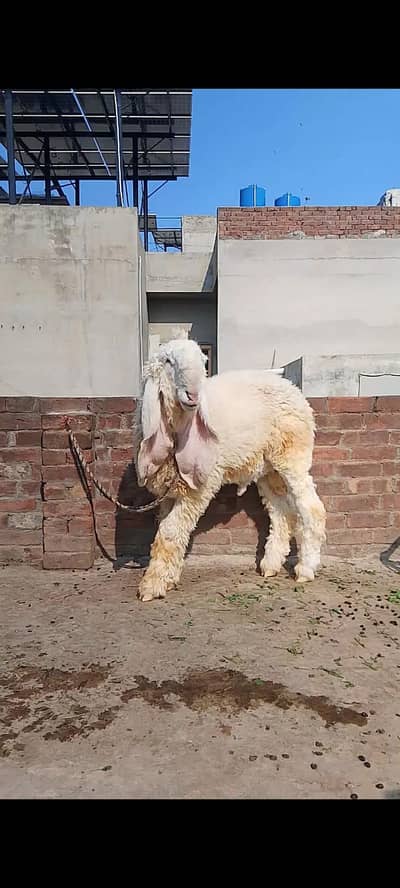 kakh golbi kajla bacha for sale