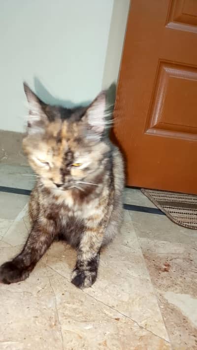 Persian mix female cat