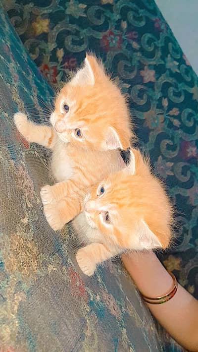 Cute 1-Month Ginger Kittens for Sale 