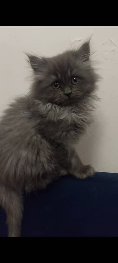 Cute Kitten. . . Stormy for salle