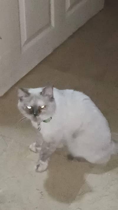 Persian beautiful cat and beautiful eyes 