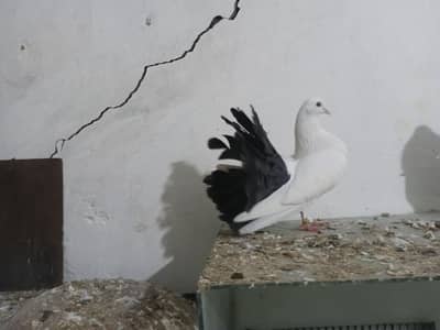 black tail breeder male