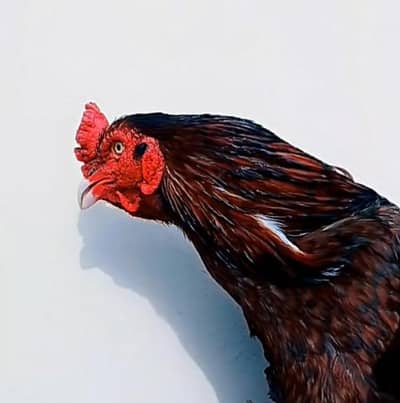 pure aseel murgh for sale