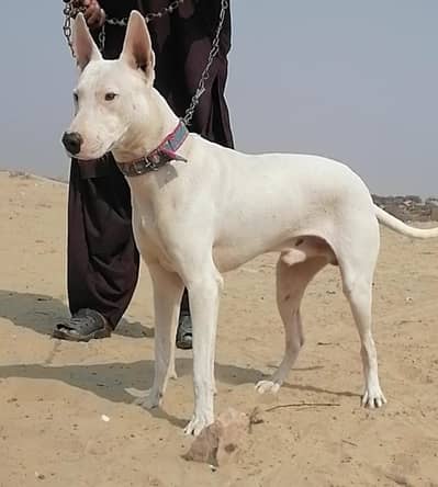 gultair male top quality