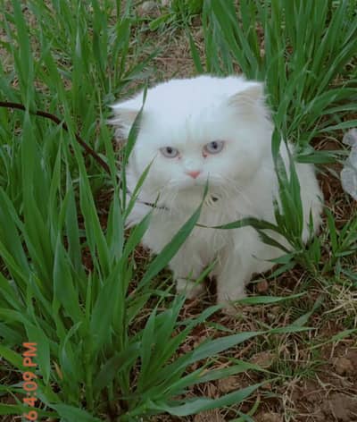 Doll face Persian cat male triple courte