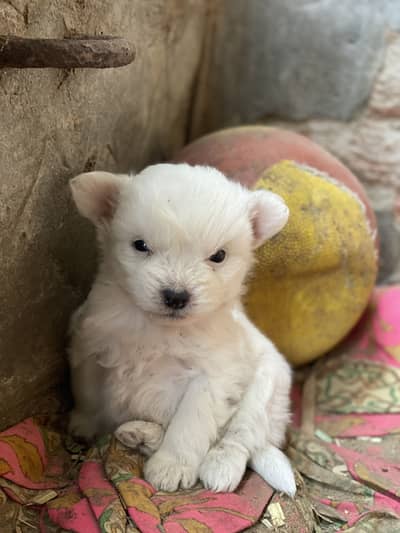 Toy breed shihtzu pomeranian cross breed loving careinh male puppy