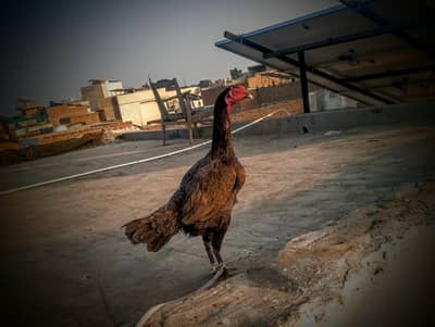 best aseel madi for sale andu ki 100% granti ha