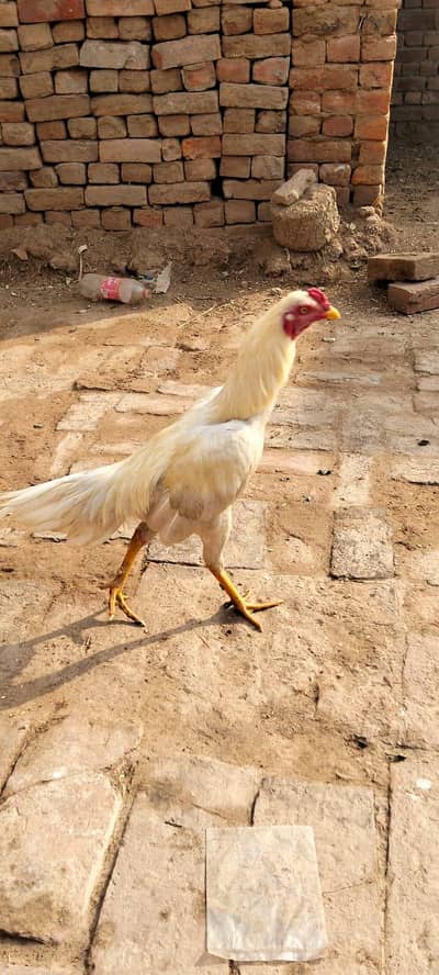 Hera Asee, Cheeni aseel , fertile stylish hens /03132936445