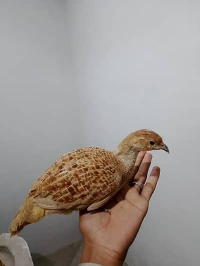 Irrani Madi teeter ready for first breed for sale read description