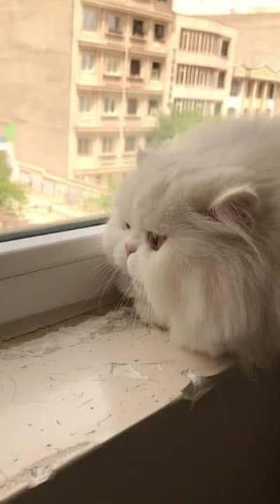 extremely punch face  to piki bloodline CFA