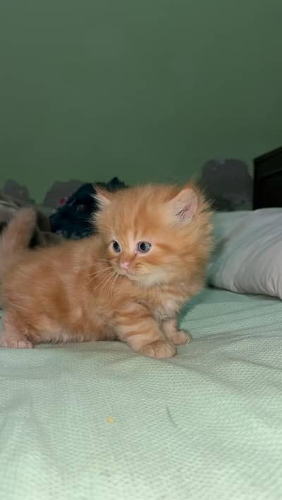 Persian kittens