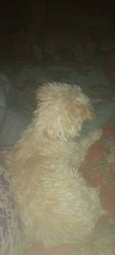 I am selling a cute Dog