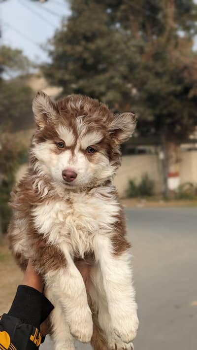 family doy love long coat