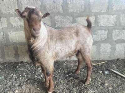 Brown Bhoora (Laal Nukra] Pure Tedda Breeder