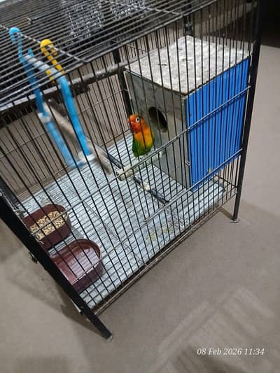 Lovebird with Cage