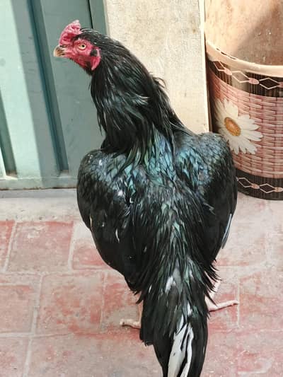 Pure aseel lasani breeder