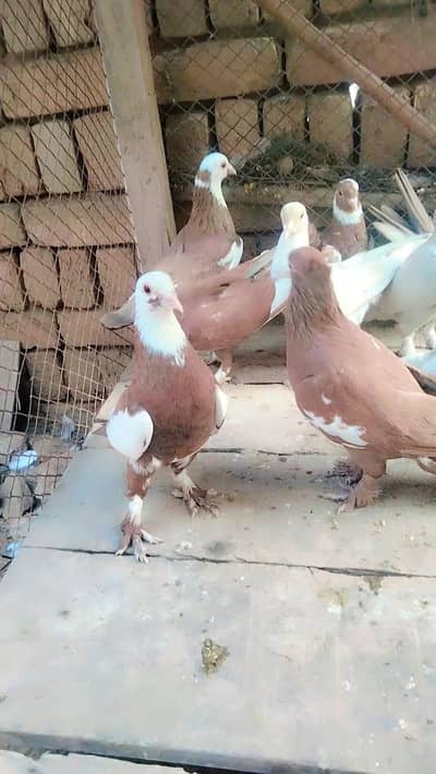 10 piece in good offer.