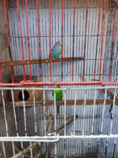 Australian budgies for sale
