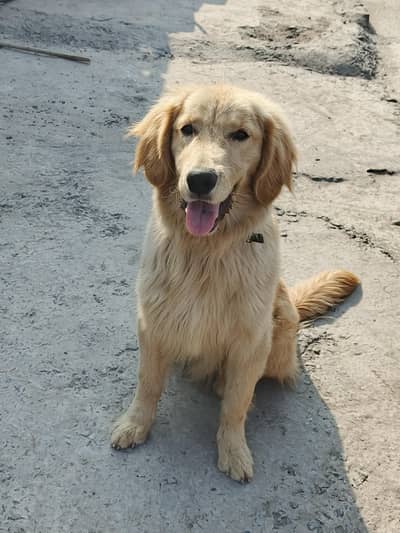 Golden Retriever
