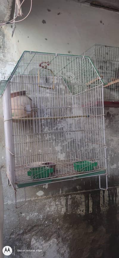 cage new condition