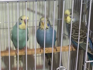 Exhibition pathay jumbo size budgies