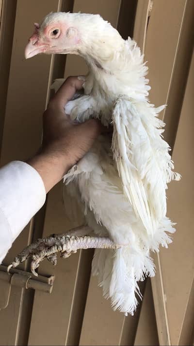 Paper white blind madi