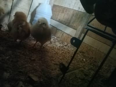 1 misri chick , one boiler with big cage and heater