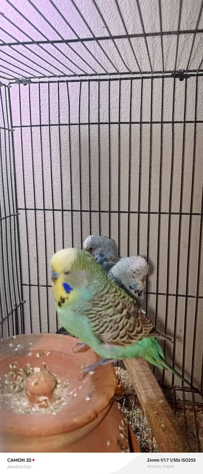 Exhibition breeders males 5