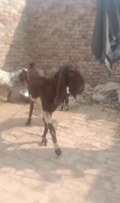 Lyallpuri cross bakri aik ablak bacha