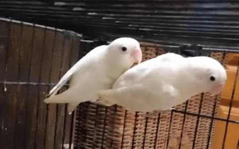 Albino Black Eyes Breeder Pair