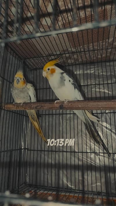 Quality Breeder Pair Cocktails For Sale